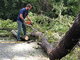 Best Emergency Tree Removal  in Winfield, TN