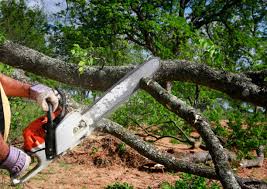 Tree and Shrub Care in Winfield, TN